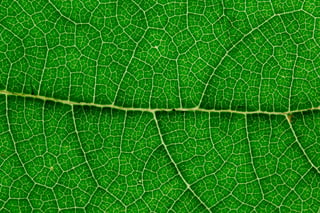 close-up-of-a-green-leaf-light-green-leaf-veins-pexels-kelly-2563470