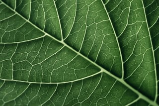 BOFU-CTA-img-extreme closeup of rich gree leaf veins
