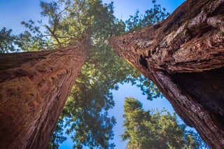 Two Redwoods